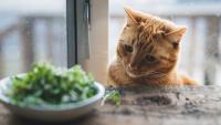 Foto Quali verdure può mangiare il Gatto?