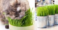 Foto Cat Grass: l'erba per il Gatto
