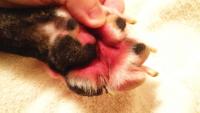 Foto Punti caldi nel Cane: sintomi, cause e trattamento
