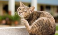 Foto Pelle secca nel Gatto: cause e trattamento