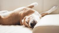 Foto Posizioni e abitudini del Cane mentre dorme