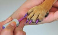 Foto Smalto per cani: colorare le unghie del cane