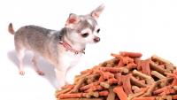Foto Quanto mangia un cane Chihuahua al giorno?