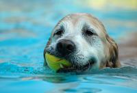 Foto Insegnare a nuotare al cane