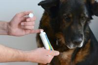 Foto Pomata antibiotica per Cani