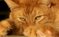Foto Gatto arancione: carattere e curiosità