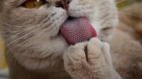 Foto Perché la lingua del gatto è ruvida?