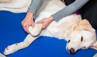 Foto Reumatismi nel Cane: sintomi e trattamento