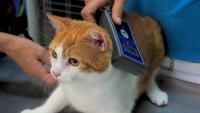 Foto Microchip per Gatti: alcuni consigli