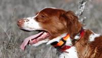 Foto Collare elettrico per Cani: come si usa?