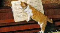 Foto Musica per gatti: quali canzoni amano i gatti?