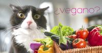 Foto Gatto vegetariano, i gatti possono essere vegetariani?