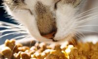 Foto Proteine, essenziali per i Gatti