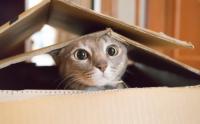 Foto Perchè al Gatto piacciono le scatole?