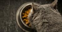 Foto Cosa può mangiare un Gatto con diabete?