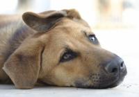 Foto Leptospirosi del Cane e come curarla