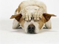 Foto Il Cane è ansioso: cause e cure