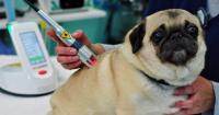 Foto Laser terapia per cani