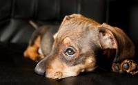 Foto Il mio Cane vomita: cosa faccio?