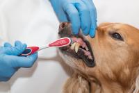 Foto Parodontite nel Cane: cause, sintomi e trattamento