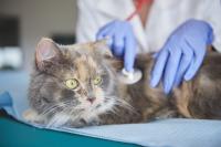 Foto Tumore al cervello nel Gatto: cause, sintomi e cure