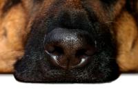 Foto Spray nasali per Cani: sono sicuri?