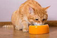 Foto Alimentazione per Gatti con insufficienza renale