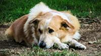 Foto Toxoplasmosi nei cani: sintomi e prevenzione