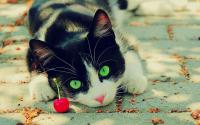 Foto Il Gatto può mangiare ciliegie?
