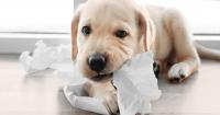 Foto Perchè il Cane mangia la carta?