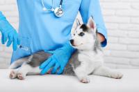 Foto Vaccini anticancro cane: cosa sono e come agiscono