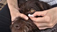 Foto Secrezioni occhi cane: cause e trattamento