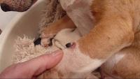 Foto Grumi neri sulla pelle del Cane: cause e trattamento