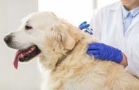 Foto Vaccino Bordetella per il cane