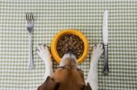 Foto Il mio cane non mangia se non sto con lui, perchè?