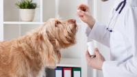 Foto Farmaci per epilessia nei Cani