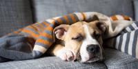 Foto Influenza canina: sintomi e trattamento