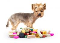 Foto Amoxicillina - Farmaci per cani e gatti.