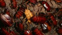 Quanto vive uno scarafaggio?
