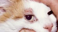 Foto Dermatite solare nei gatti: cause e trattamento