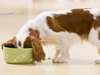 Foto Cane mangia velocemente: cosa fare?