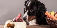 Foto Alimentazione per Cani con dermatite atopica