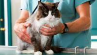 Foto Bronchite nel gatto: sintomi e trattamento