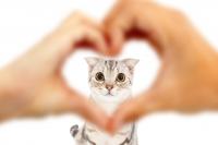 Foto Insufficienza cardiaca nel Gatto: cause, sintomi e cure