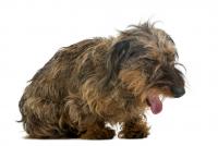 Foto Tosse canina: cause, sintomi e trattamento