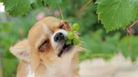 Foto Il Cane può mangiare uva?