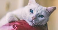 Foto Polmonite nei gatti: cause, sintomi e trattamento