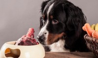 Foto Il Cane può mangiare fegato?