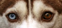 Foto Eterocromia: quando il cane ha gli occhi di colore diverso