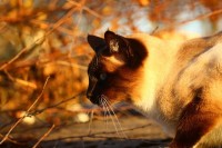 Foto Malattie comuni del Gatto in autunno
